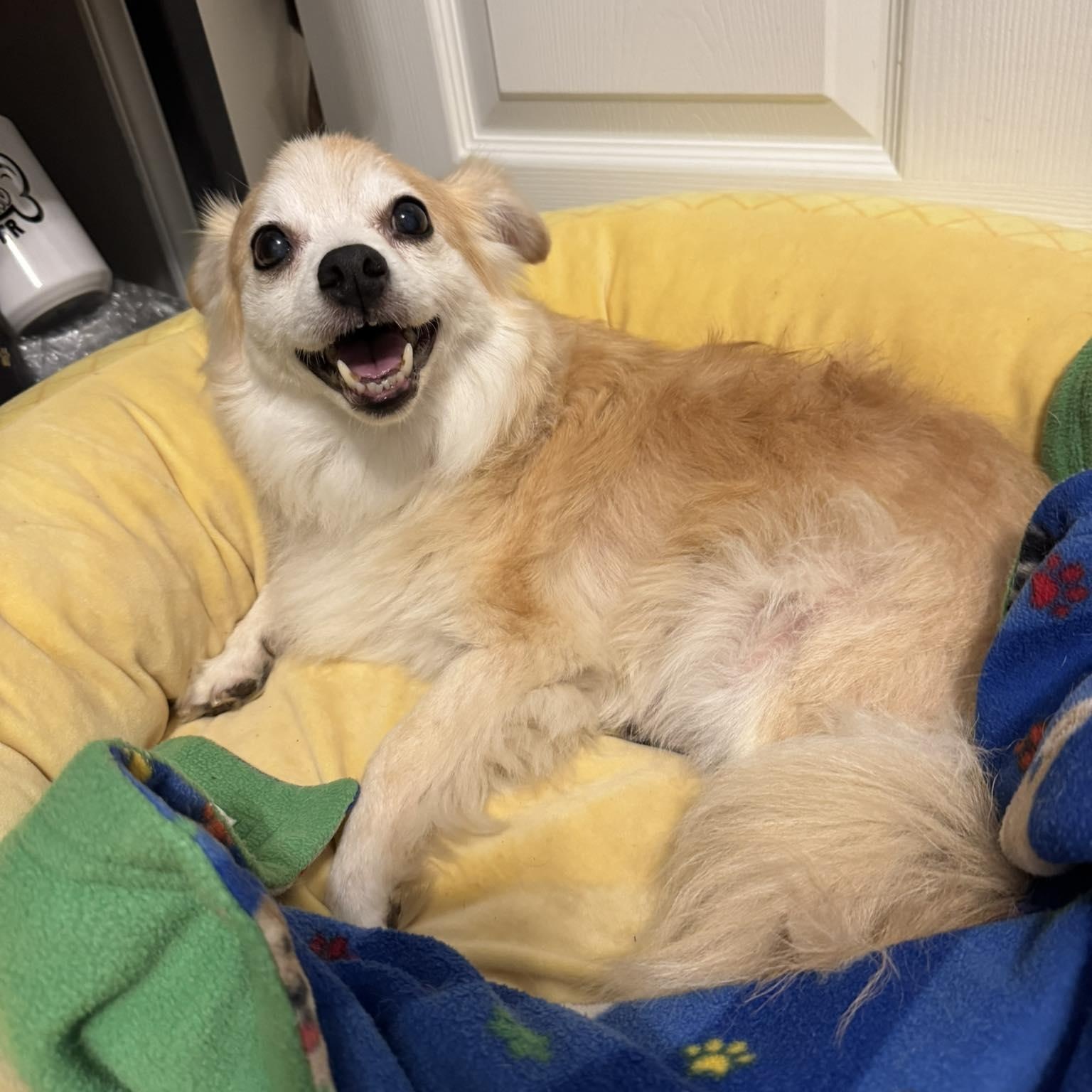 JoJo, an adoptable Chihuahua, Spitz in Rockville, MD, 20850 | Photo Image 2