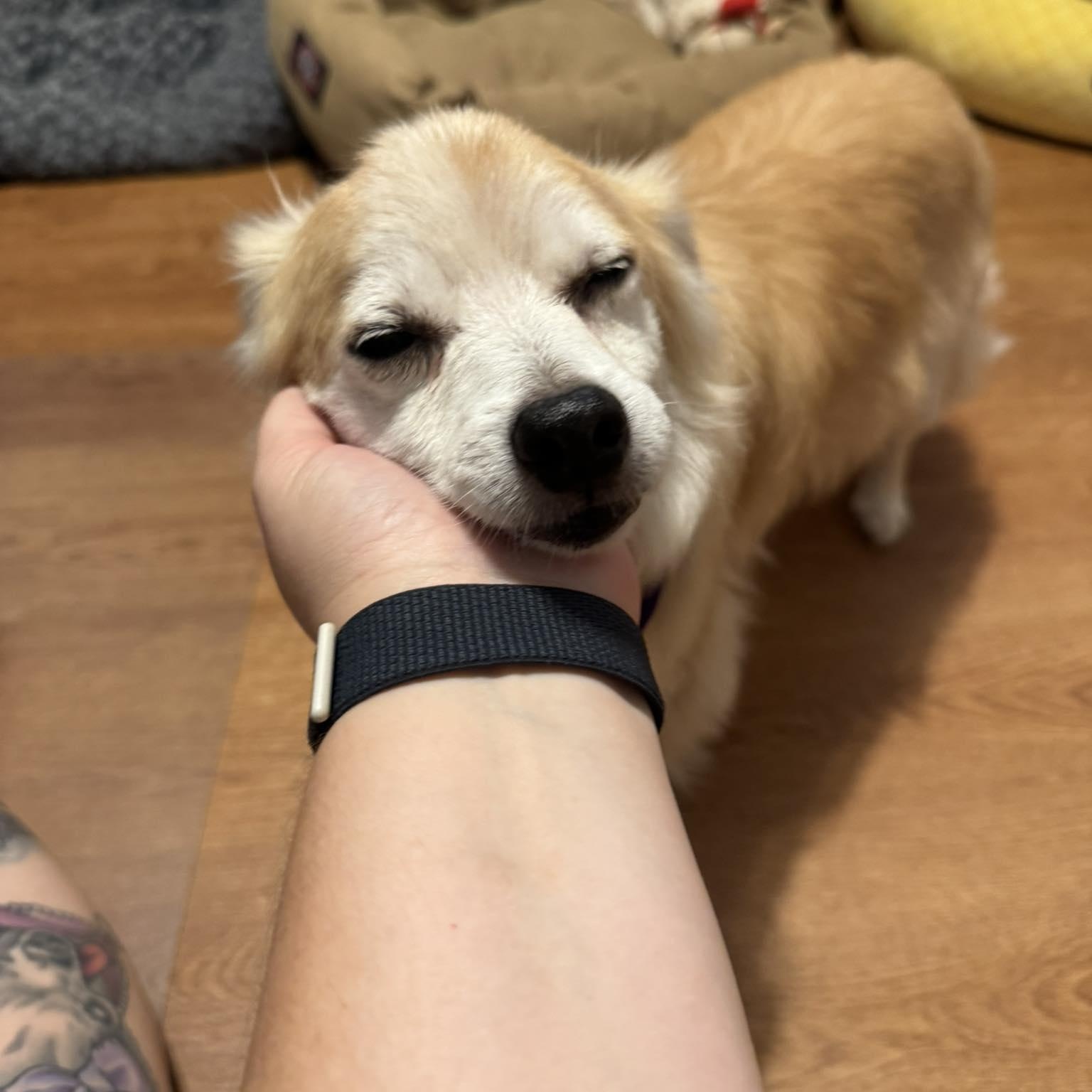 JoJo, an adoptable Chihuahua, Spitz in Rockville, MD, 20850 | Photo Image 3
