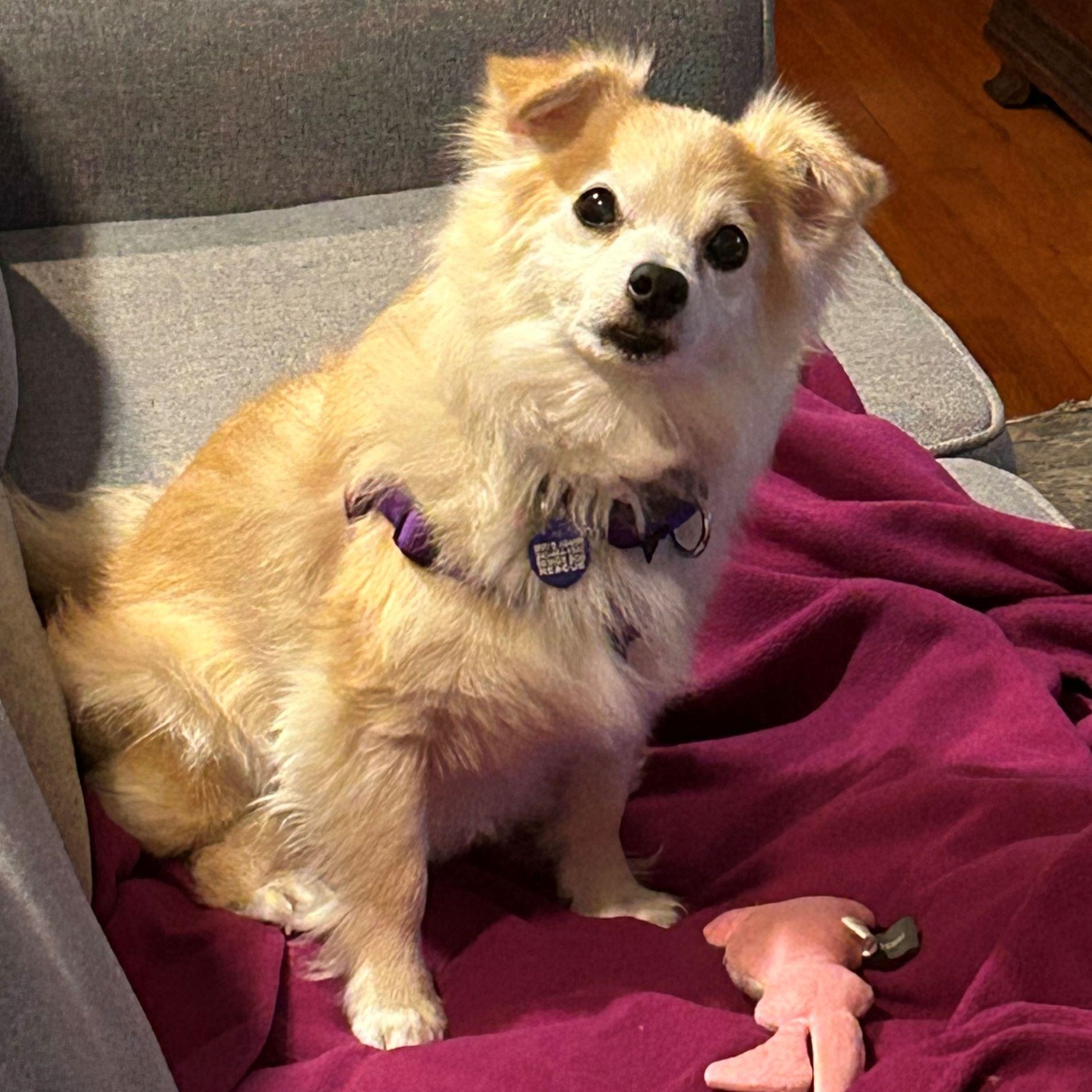 JoJo, an adoptable Chihuahua, Spitz in Rockville, MD, 20850 | Photo Image 1