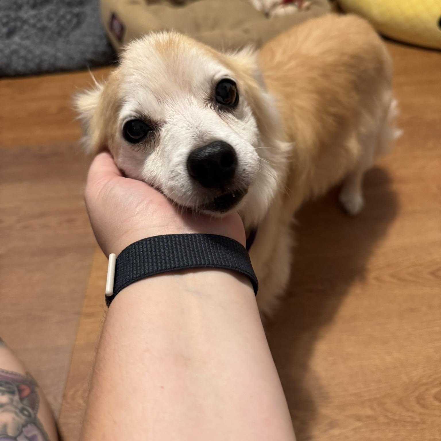 JoJo, an adoptable Chihuahua, Spitz in Rockville, MD, 20850 | Photo Image 5