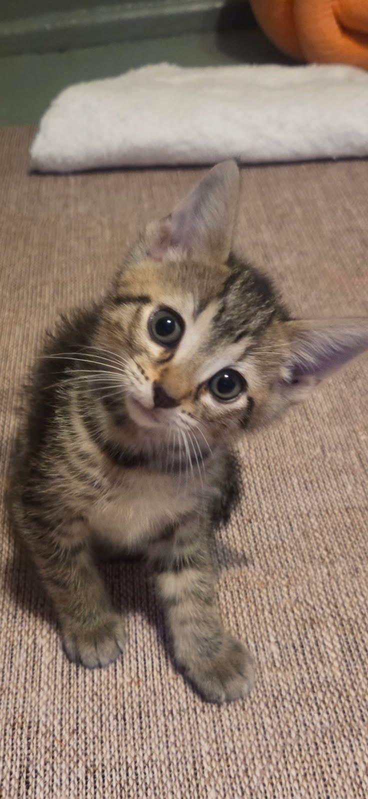Rose, a ADOPTABLE Domestic Short Hair in Saint Charles, MO image 1/3