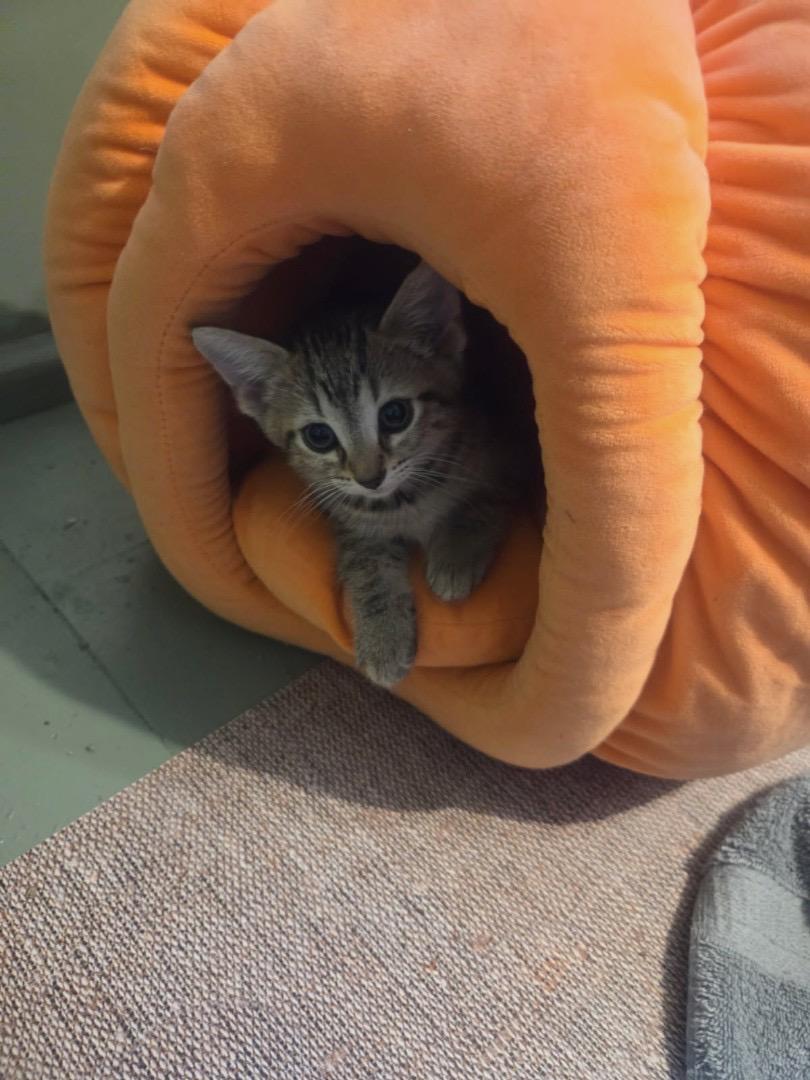 Rose, a ADOPTABLE Domestic Short Hair in Saint Charles, MO image 2/3