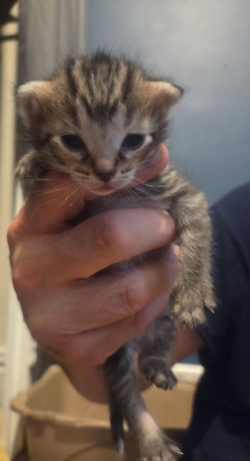 Rose, a ADOPTABLE Domestic Short Hair in Saint Charles, MO image 3/3