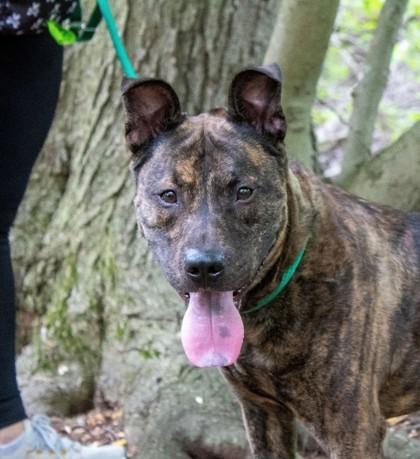 Enlarge Dino, a Adoptable mixed breed in Wantagh, NY image 2/3