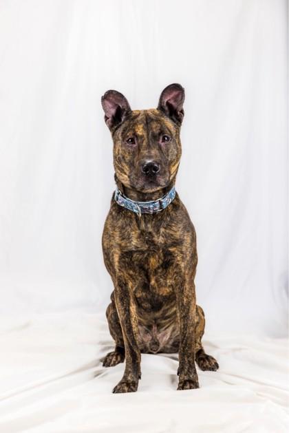 Enlarge Dino, a Adoptable mixed breed in Wantagh, NY image 3/3