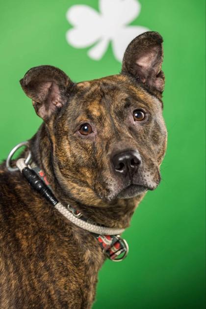 Enlarge Dino, a Adoptable mixed breed in Wantagh, NY image 3/3