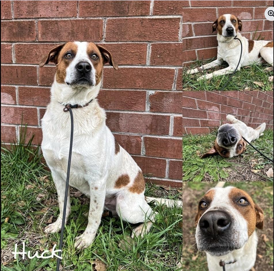 Huck **Foster Needed**