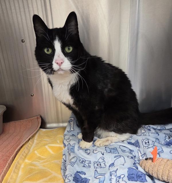 Mei Mei, Adoptable, Senior Female Domestic Medium Hair.