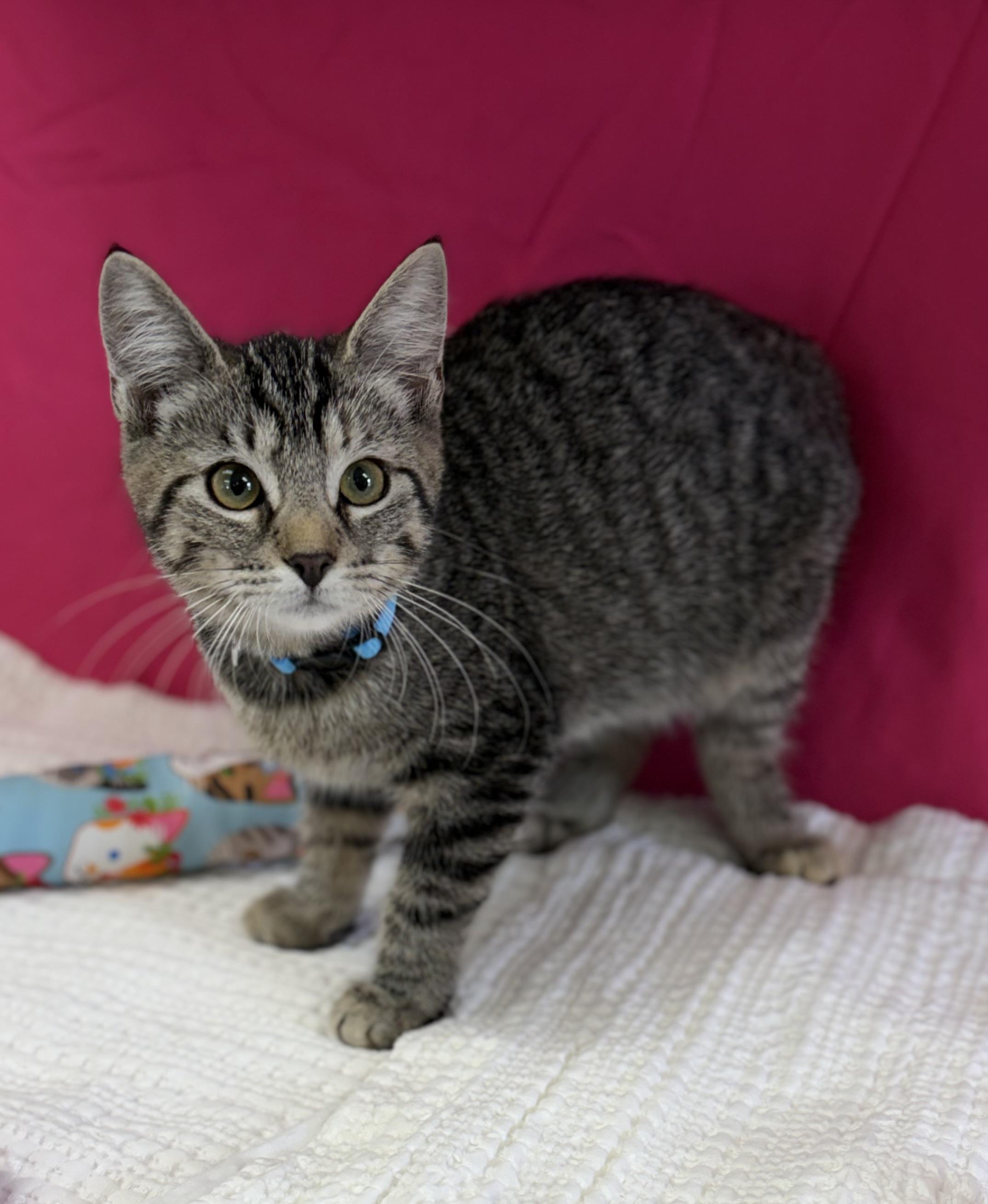 Enlarge Bubbles, a ADOPTABLE Domestic Short Hair in Bardstown, KY image 5/6