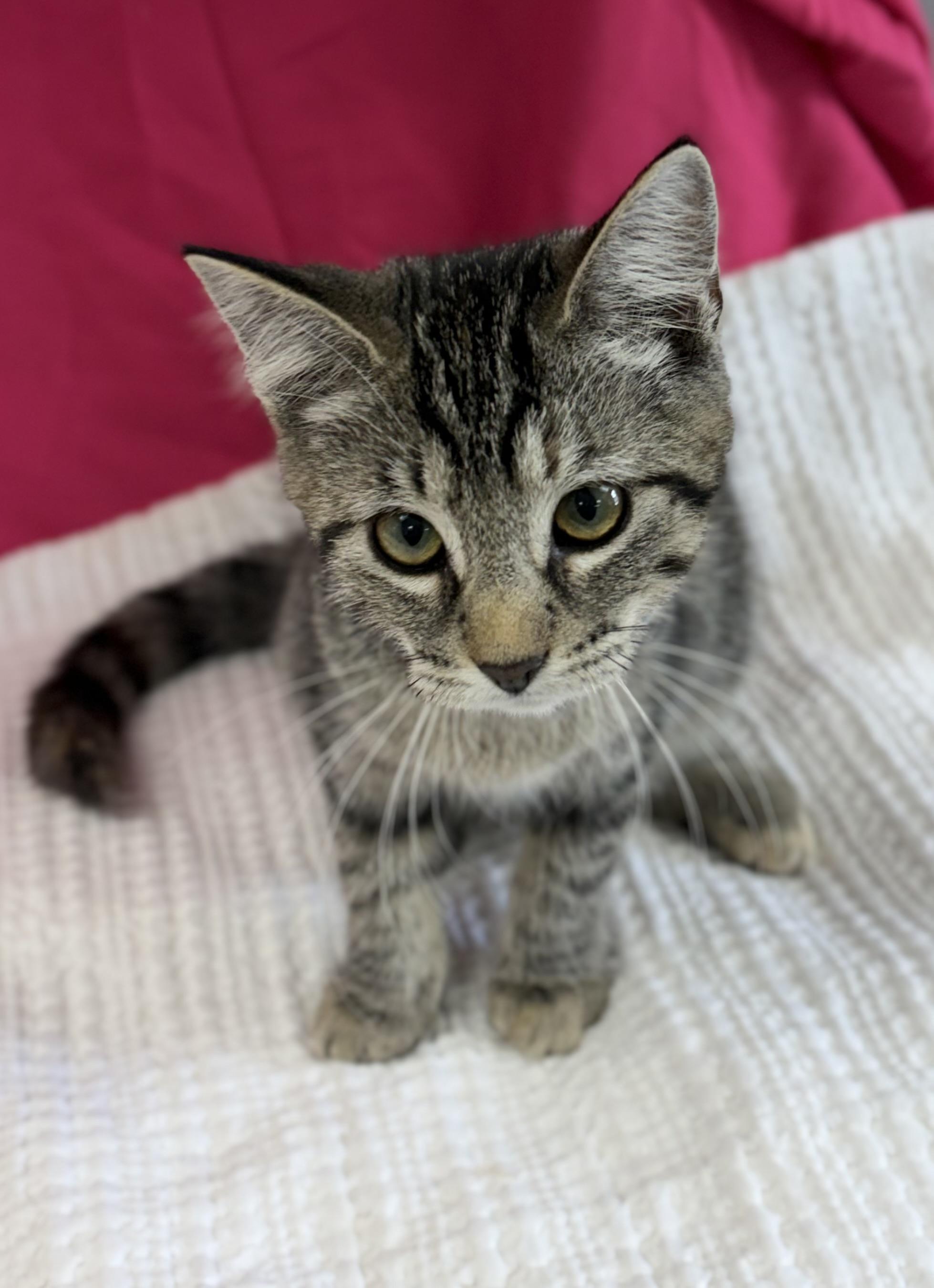 Enlarge Bubbles, a ADOPTABLE Domestic Short Hair in Bardstown, KY image 6/6