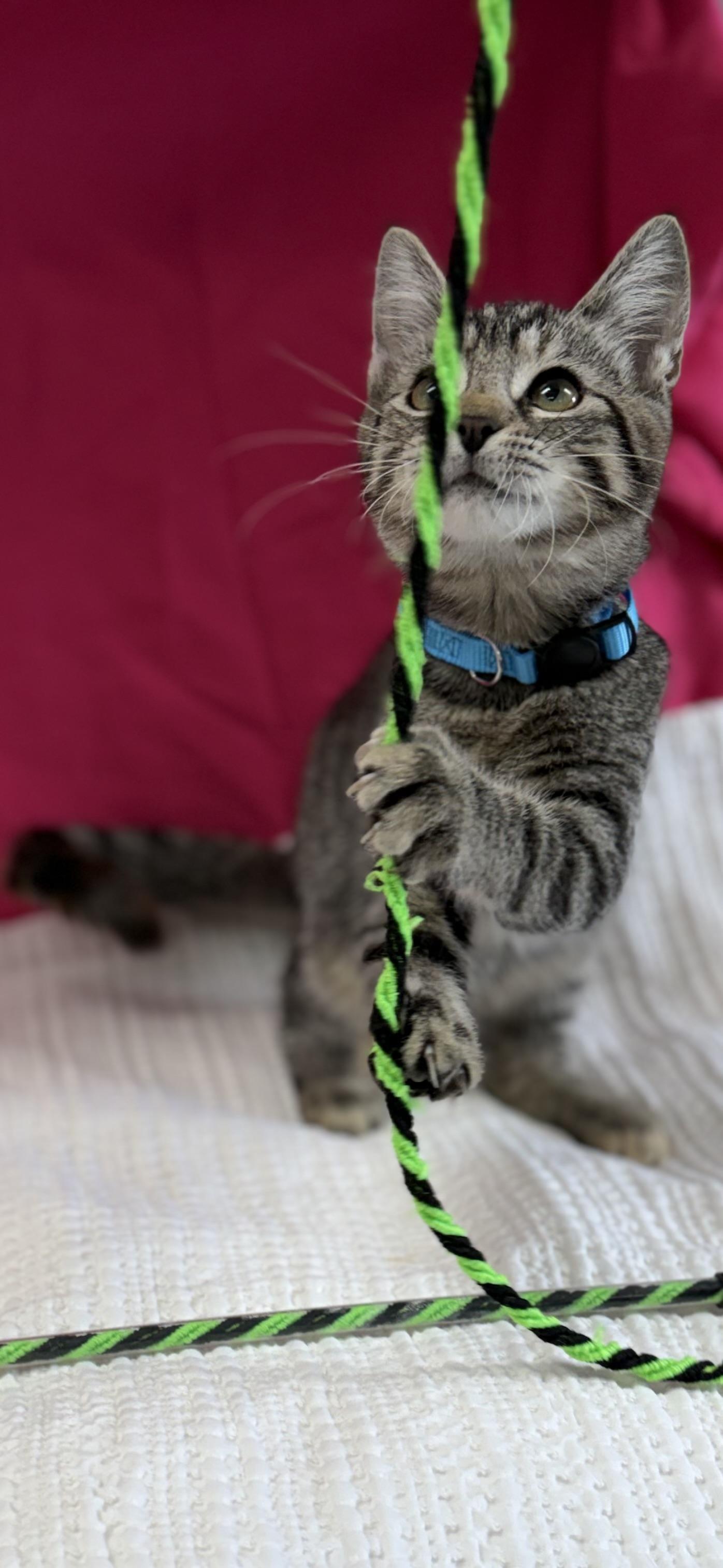 Enlarge Bubbles, a ADOPTABLE Domestic Short Hair in Bardstown, KY image 3/6