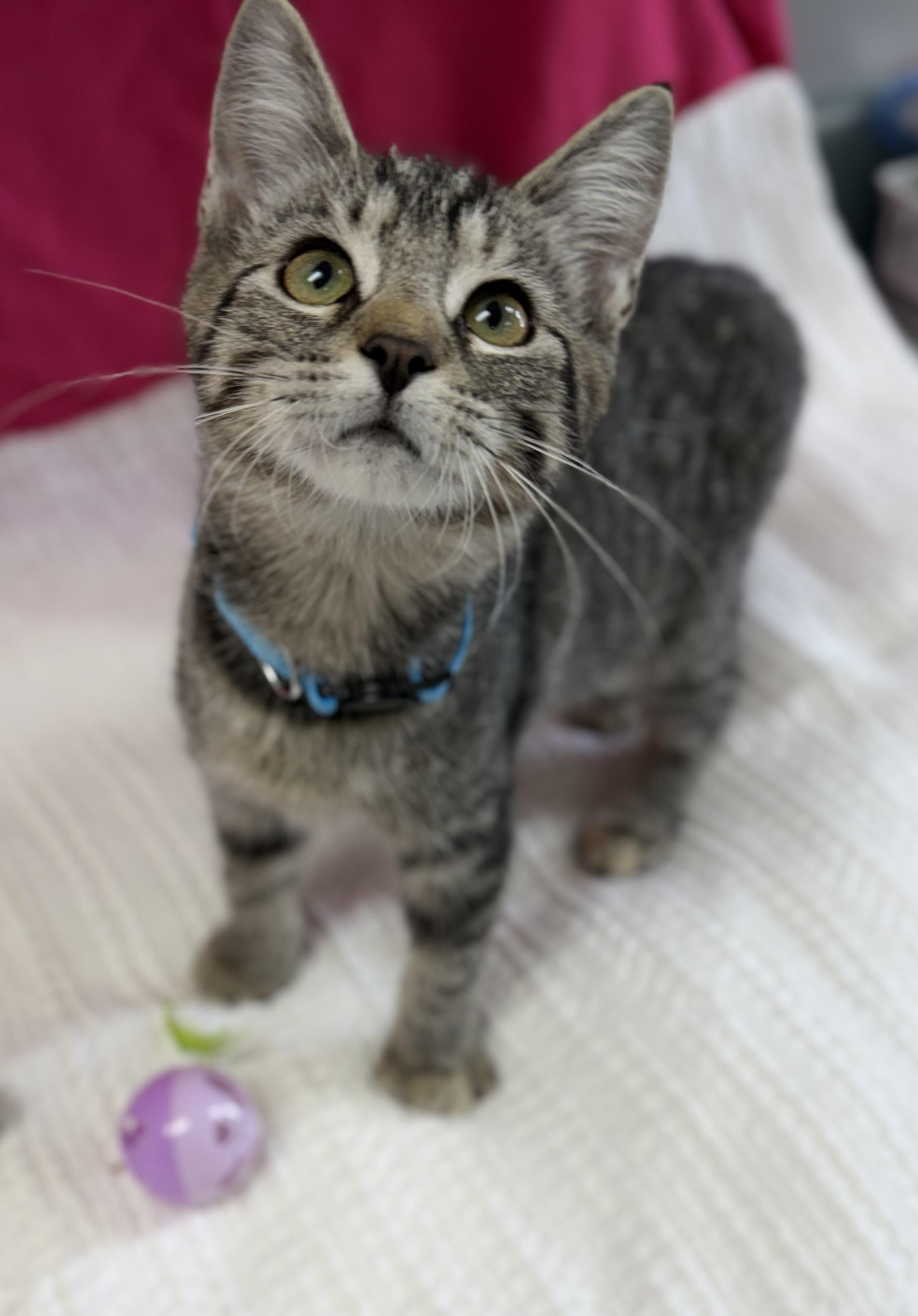 Enlarge Bubbles, a ADOPTABLE Domestic Short Hair in Bardstown, KY image 2/6