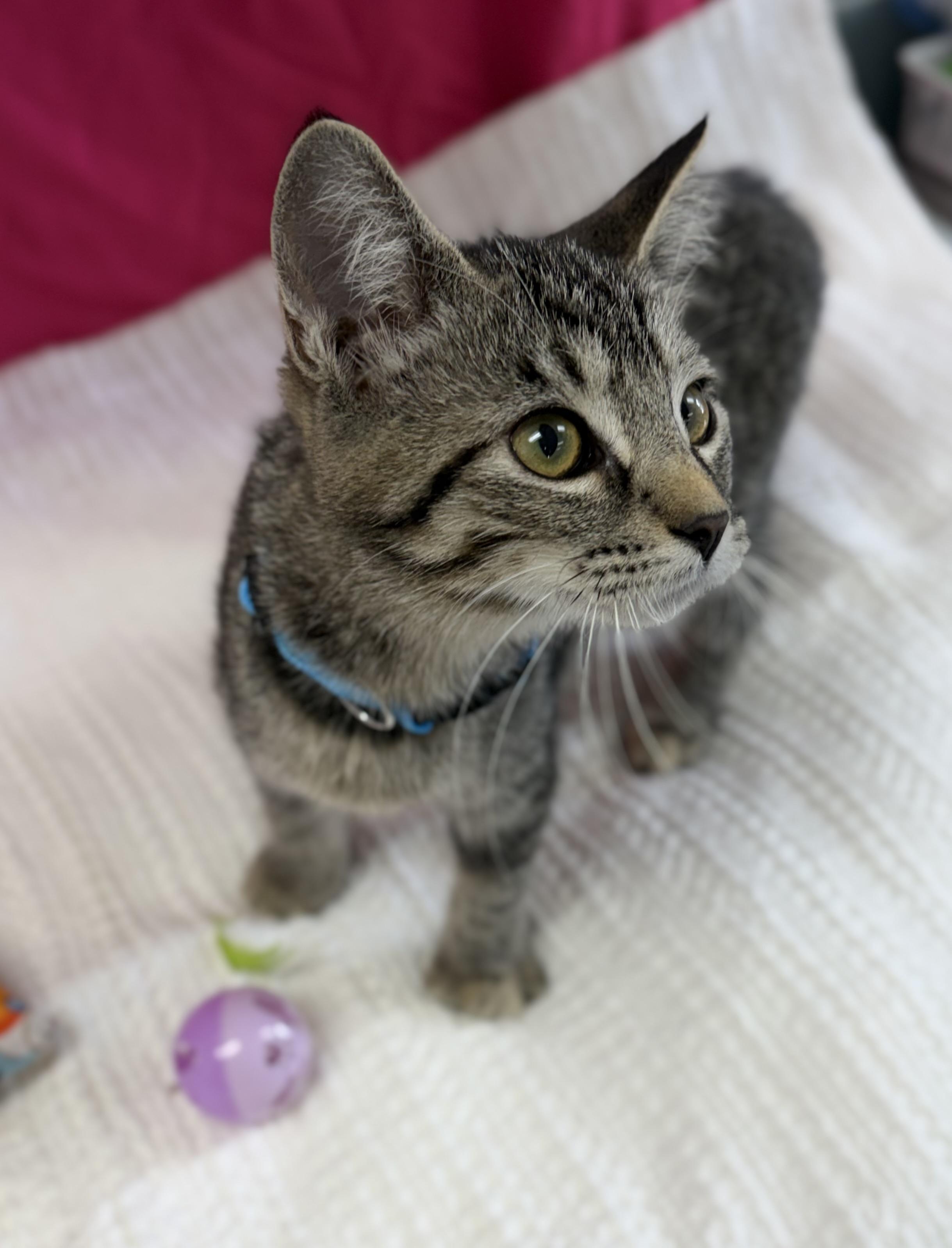 Enlarge Bubbles, a ADOPTABLE Domestic Short Hair in Bardstown, KY image 4/6