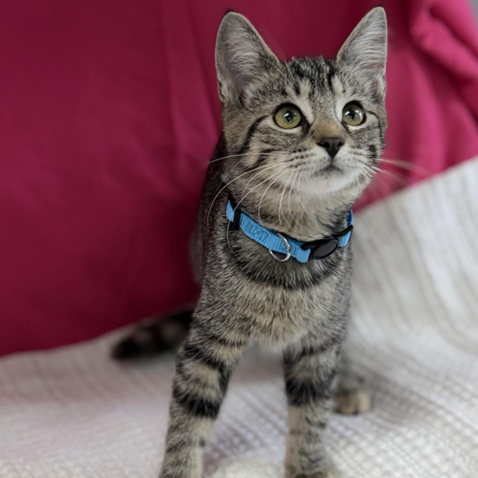 Bubbles, ADOPTABLE, Kitten Female Domestic Short Hair.