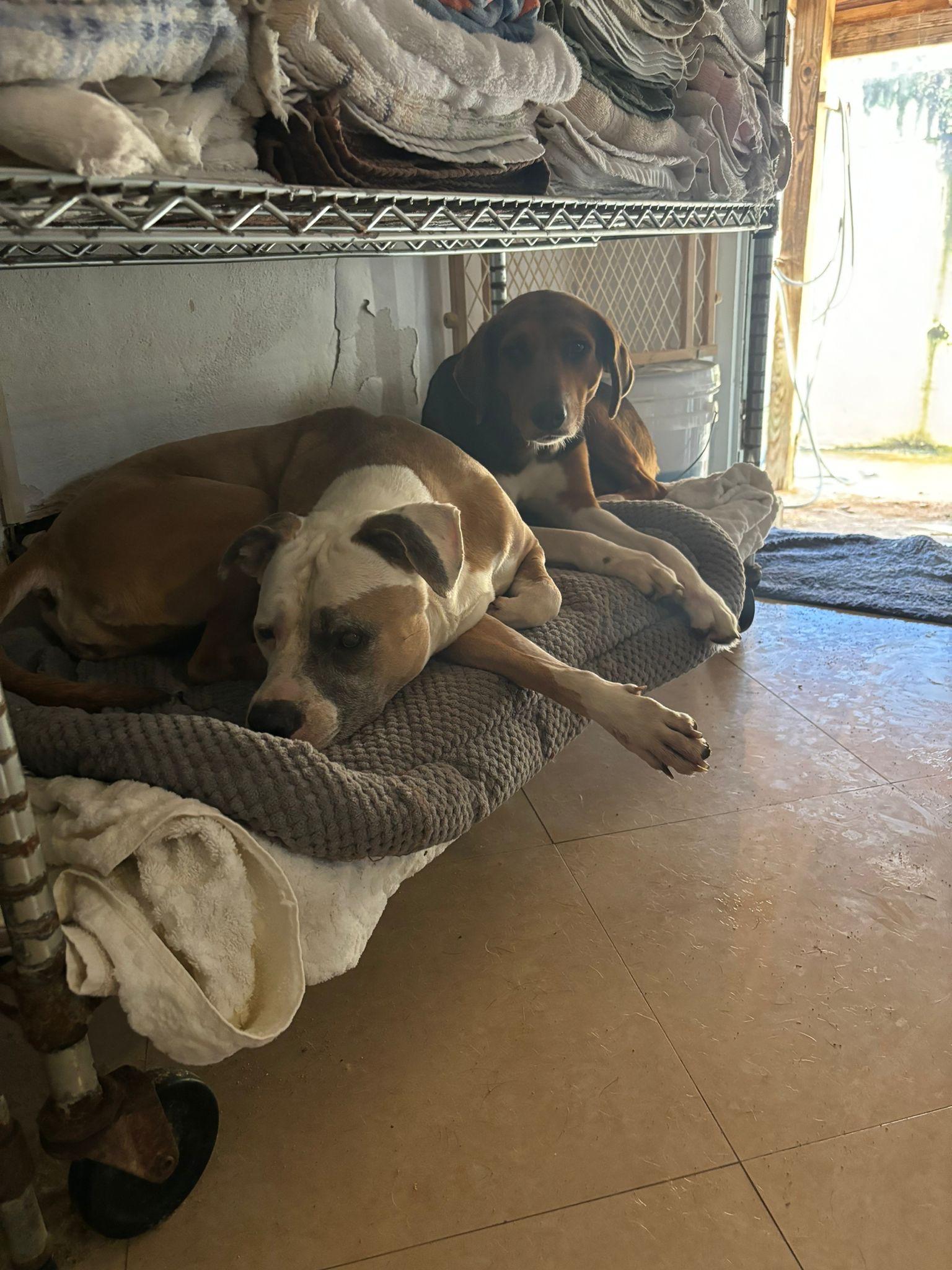 Luz, a Adoptable Pit Bull Terrier in Loiza, PR image 2/6