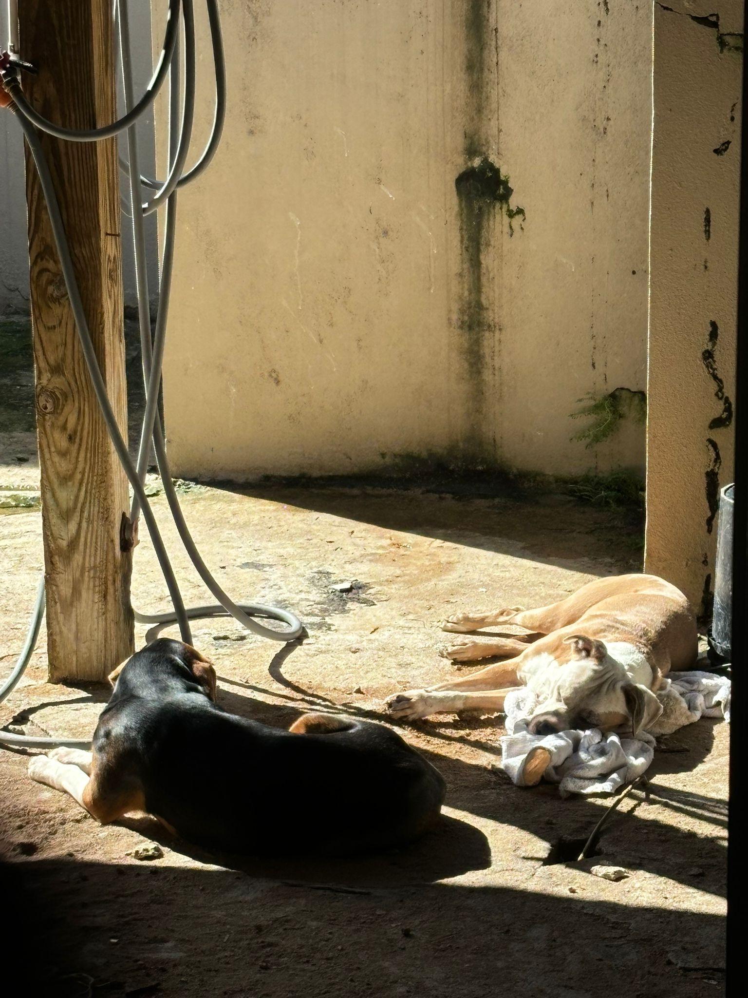 Luz, a Adoptable Pit Bull Terrier in Loiza, PR image 3/6
