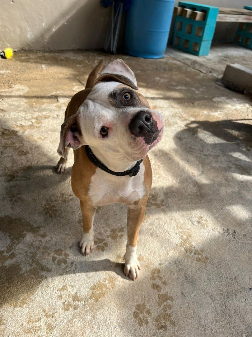Luz, a Adoptable Pit Bull Terrier in Loiza, PR image 4/6