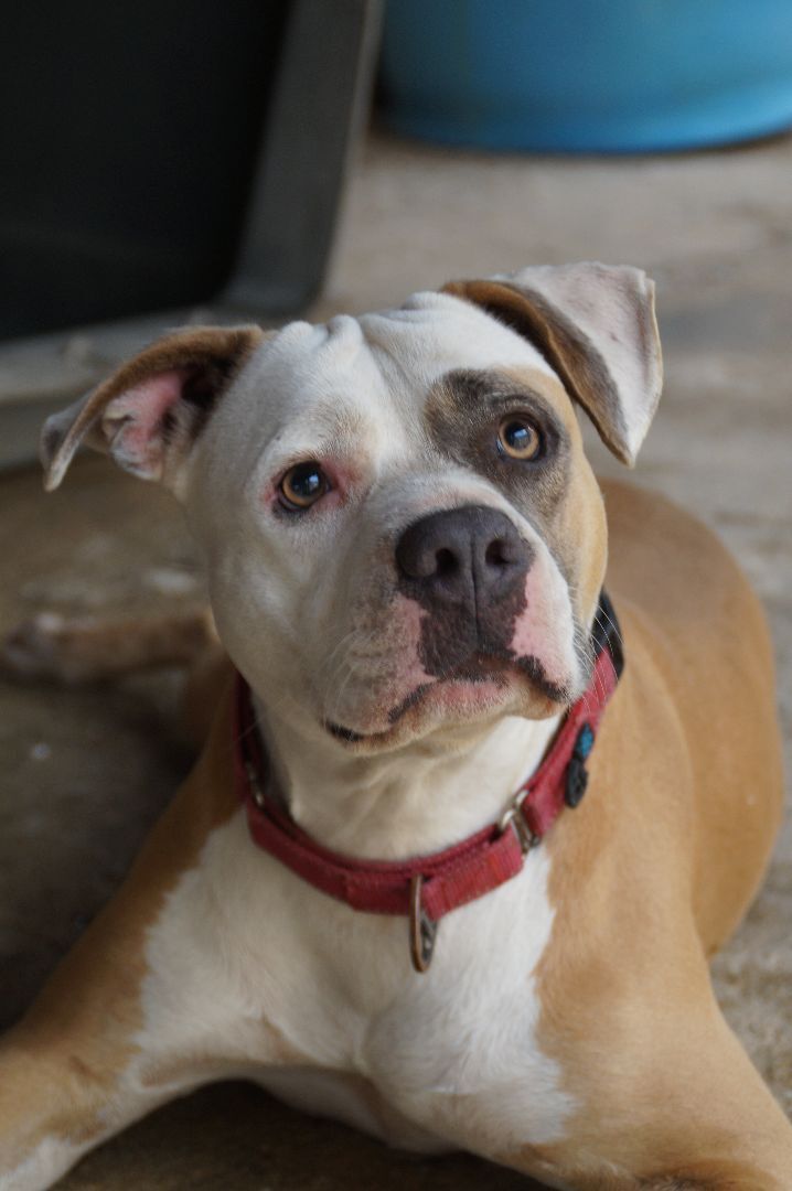 Luz, a Adoptable Pit Bull Terrier in Loiza, PR image 1/6