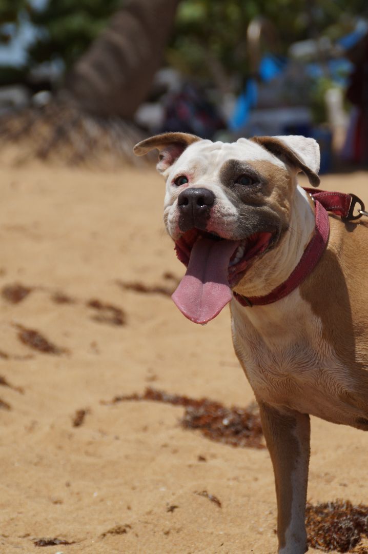 Luz, a Adoptable Pit Bull Terrier in Loiza, PR image 5/6
