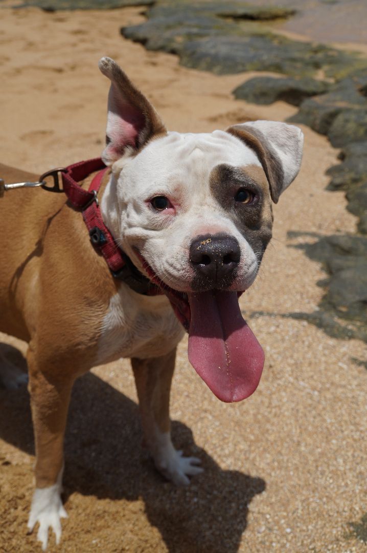 Luz, a Adoptable Pit Bull Terrier in Loiza, PR image 6/6