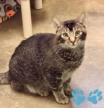 Claude, a Adoptable mixed breed in Sacramento, CA image 1/2