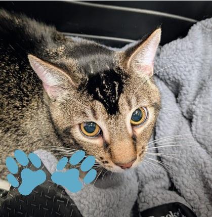 Claude, a Adoptable mixed breed in Sacramento, CA image 2/2