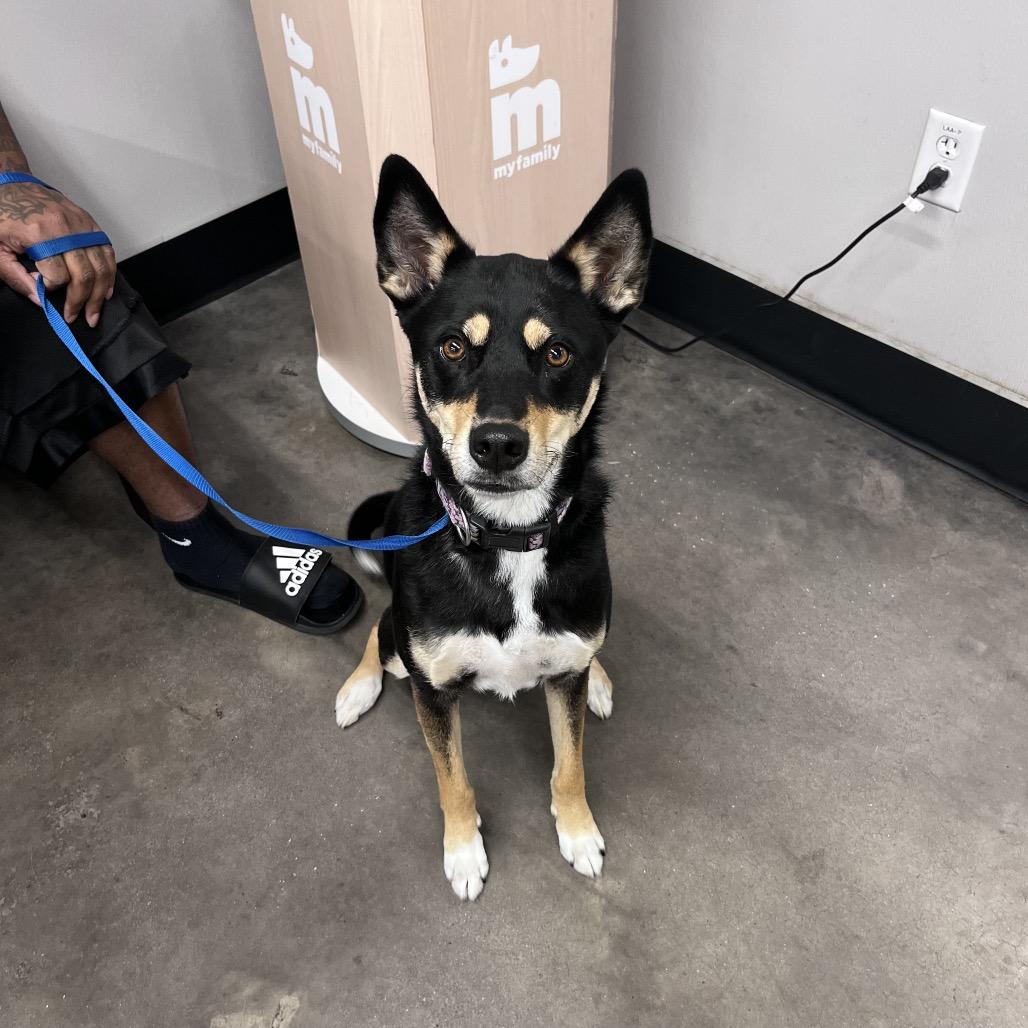 Enlarge Sky, a Adoptable mixed breed in Tampa, FL image 1/4