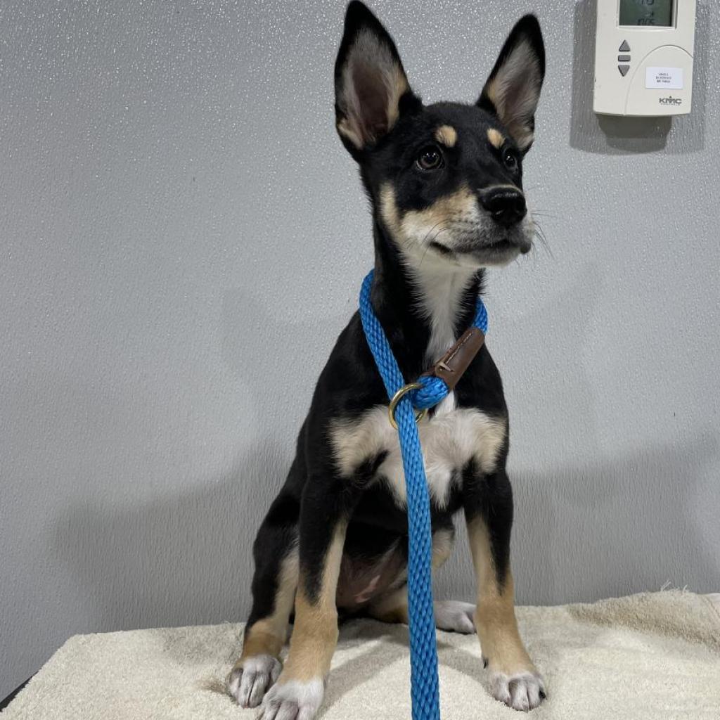 Enlarge Sky, a Adoptable mixed breed in Tampa, FL image 2/4