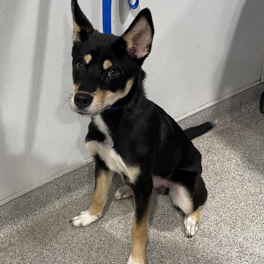 Enlarge Sky, a Adoptable mixed breed in Tampa, FL image 3/4