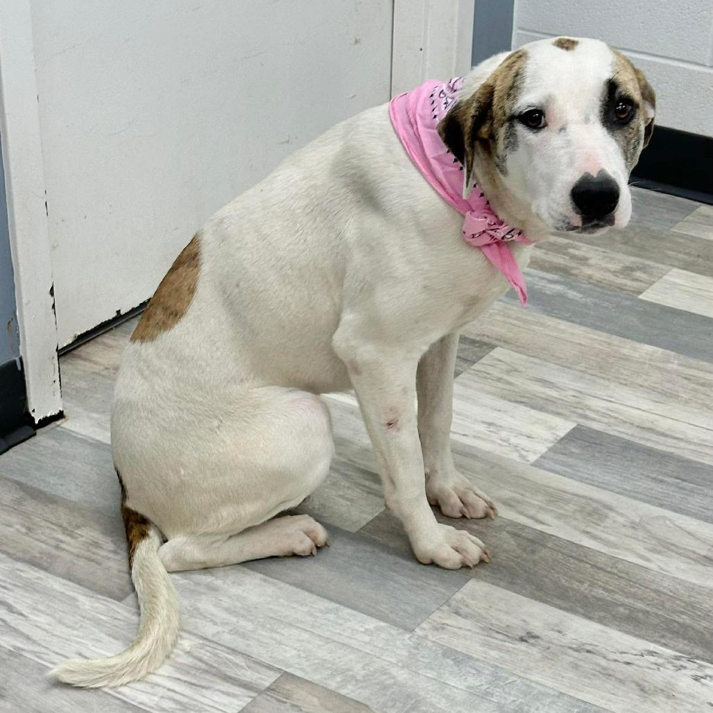 Enlarge Ciera, a Adoptable Mixed Breed in Lufkin, TX image 1/3