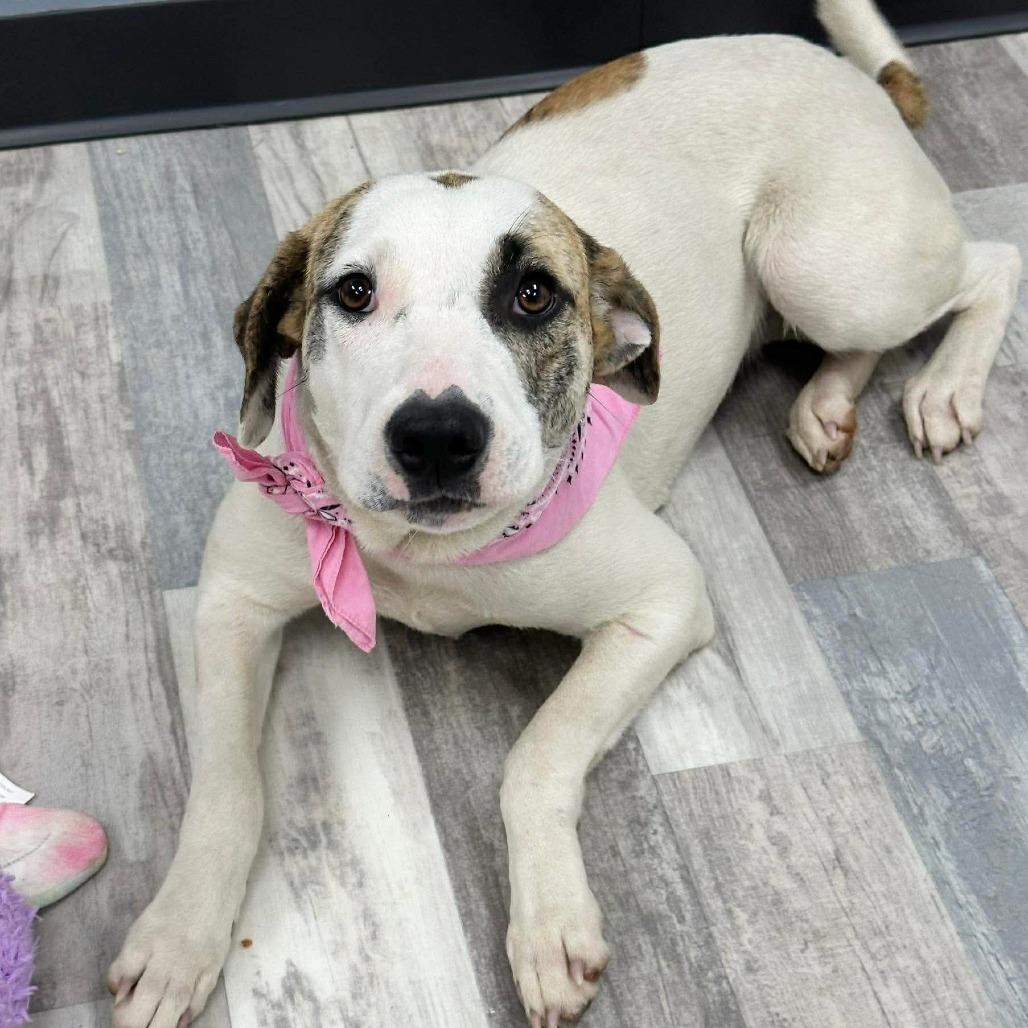Enlarge Ciera, a Adoptable Mixed Breed in Lufkin, TX image 2/3