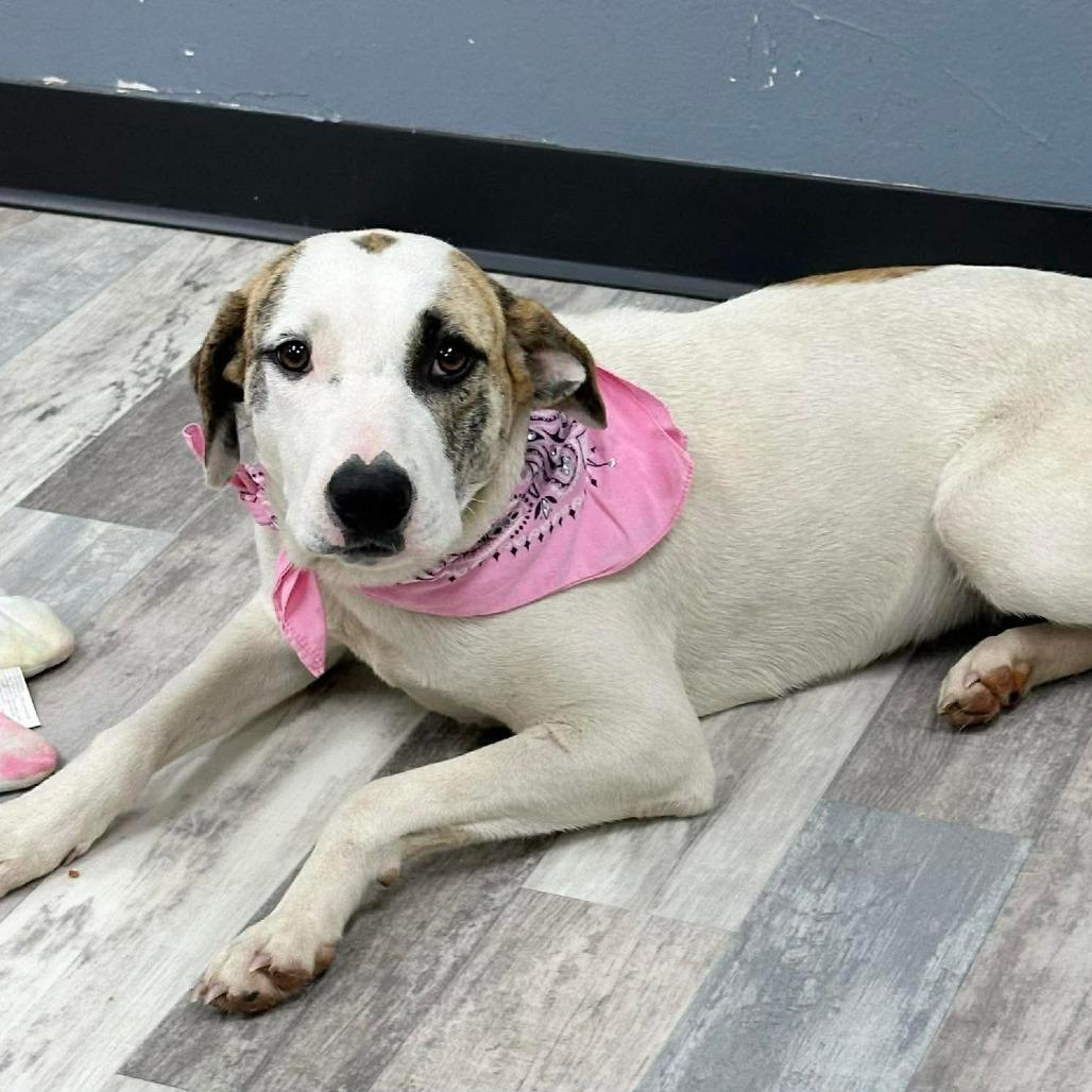 Enlarge Ciera, a Adoptable Mixed Breed in Lufkin, TX image 3/3