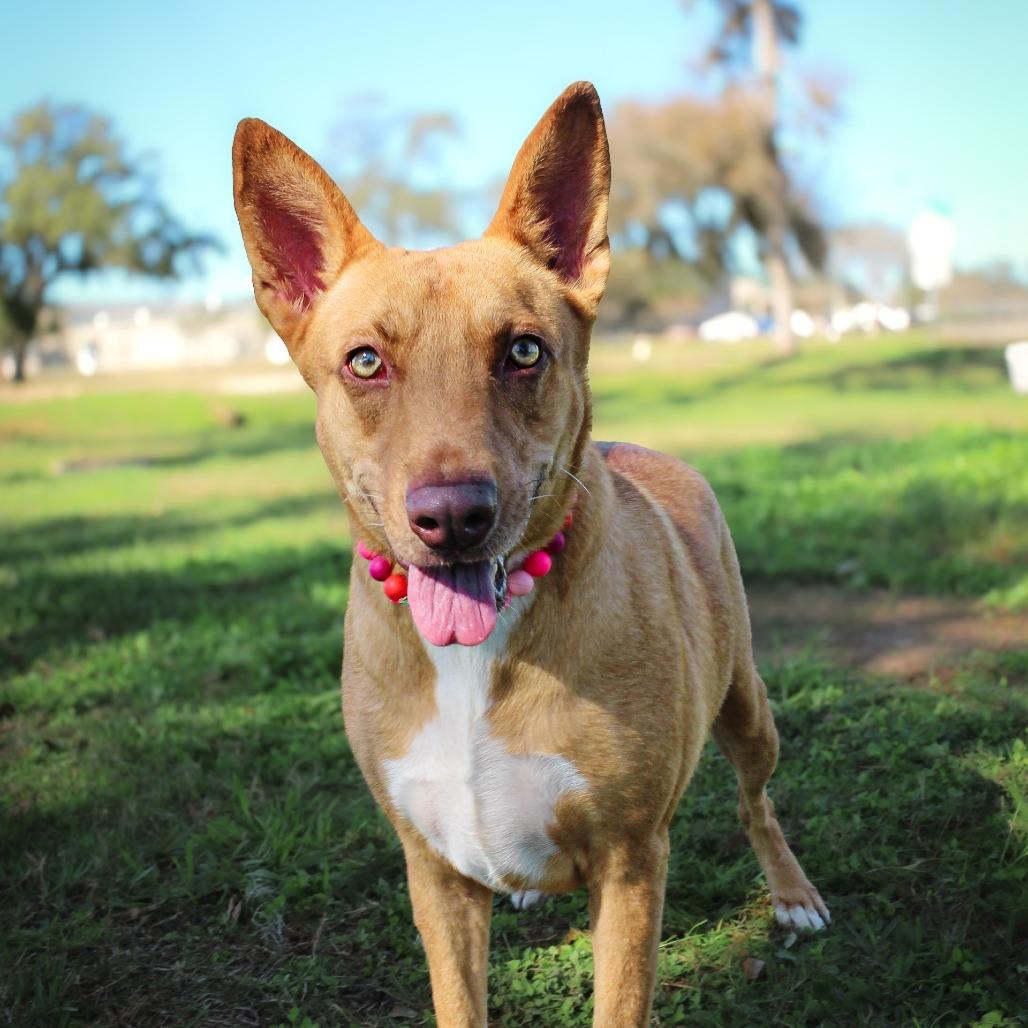 Enlarge Maude, a Adoptable Mixed Breed in Lake Jackson, TX image 1/2