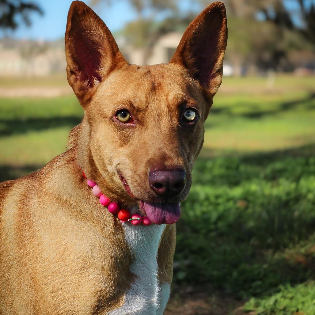 Enlarge Maude, a Adoptable Mixed Breed in Lake Jackson, TX image 2/2