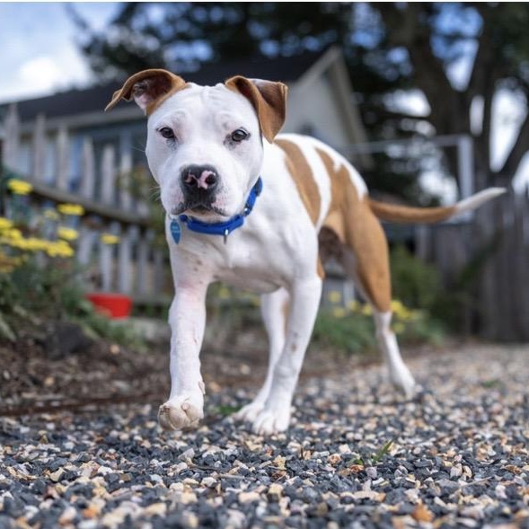 Mandarin, ADOPTABLE, Young Female Pit Bull Terrier.
