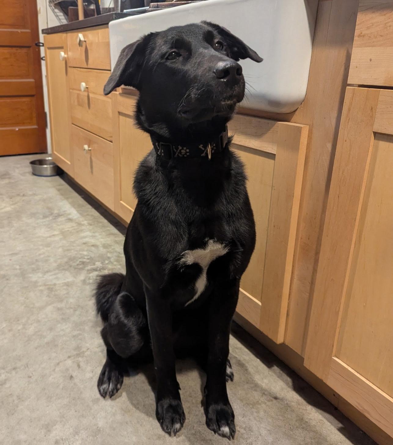 Enlarge Kumo, a Adoptable mixed breed in Glover, VT image 1/6