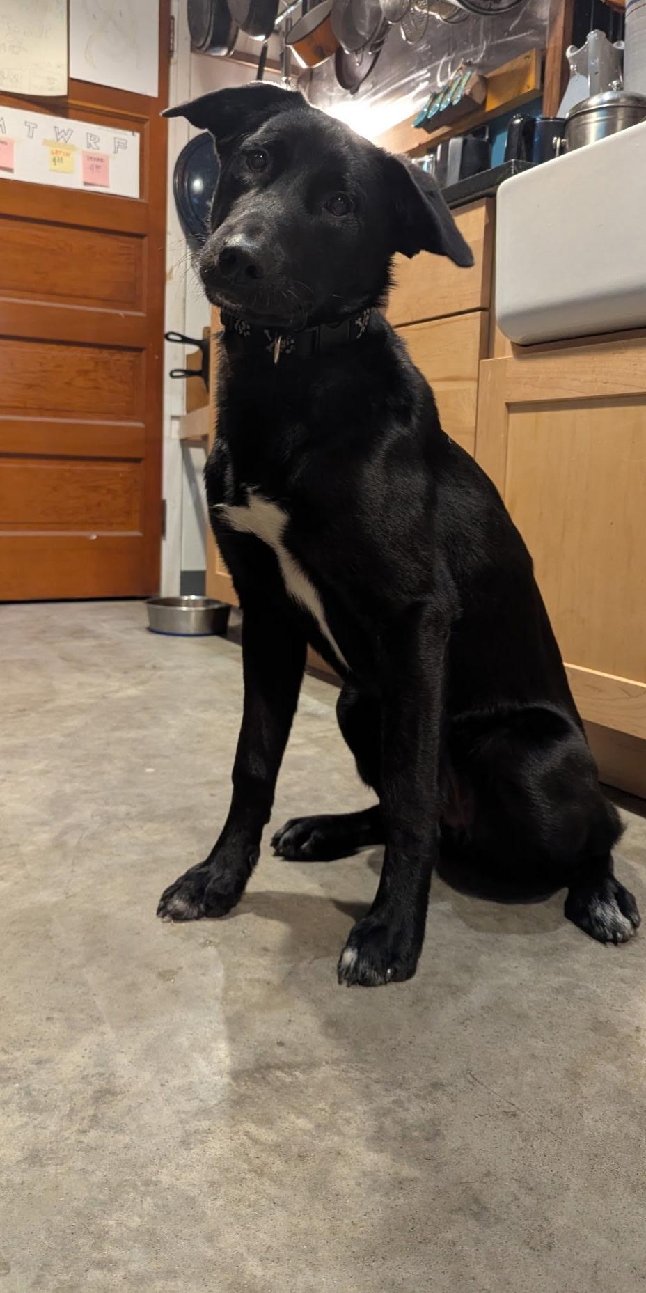 Enlarge Kumo, a Adoptable mixed breed in Glover, VT image 6/6