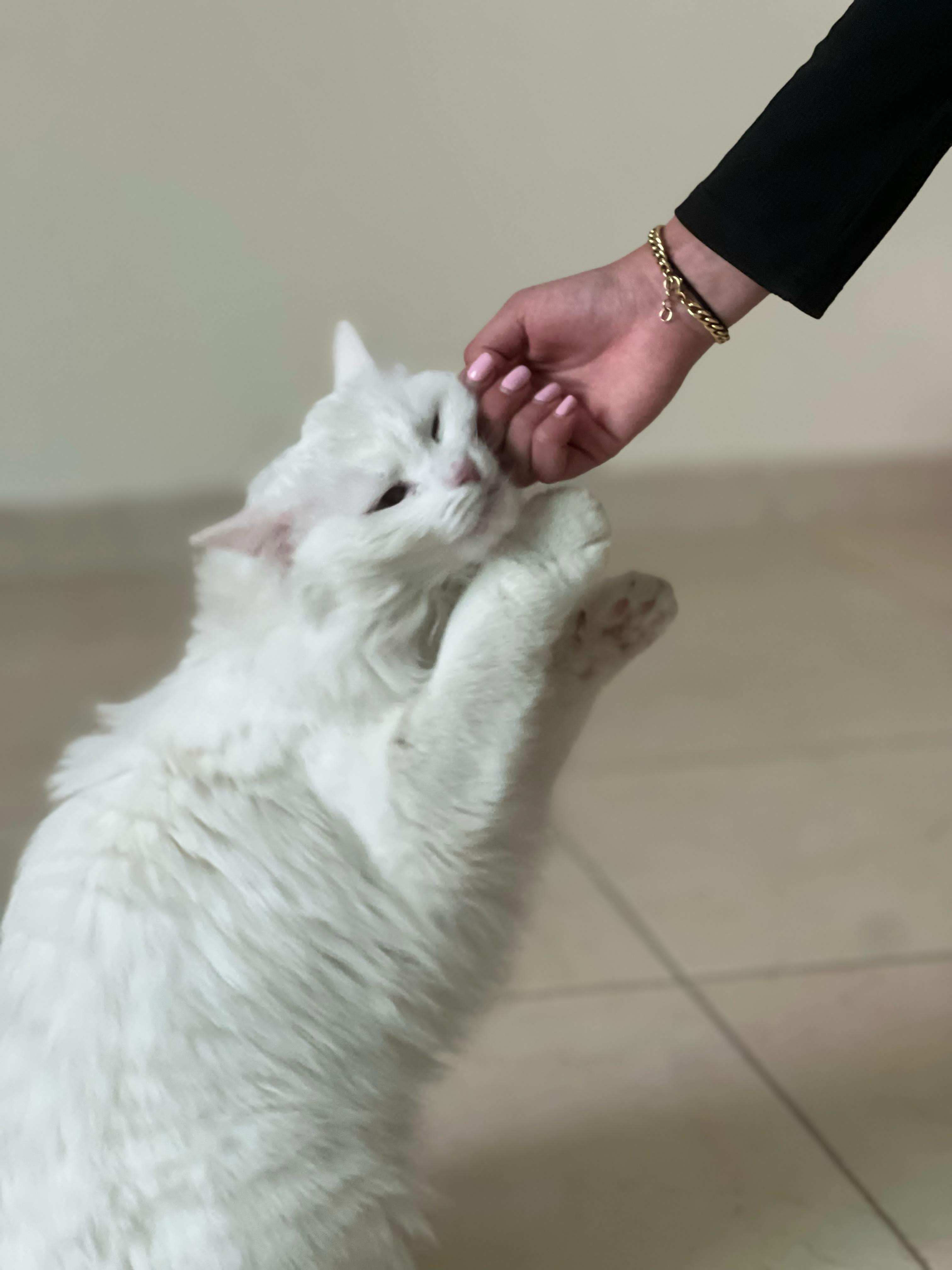 Enlarge Anisa, the Sweetest Angora Mix, a Adopted Turkish Angora in Somerset, NJ image 1/6