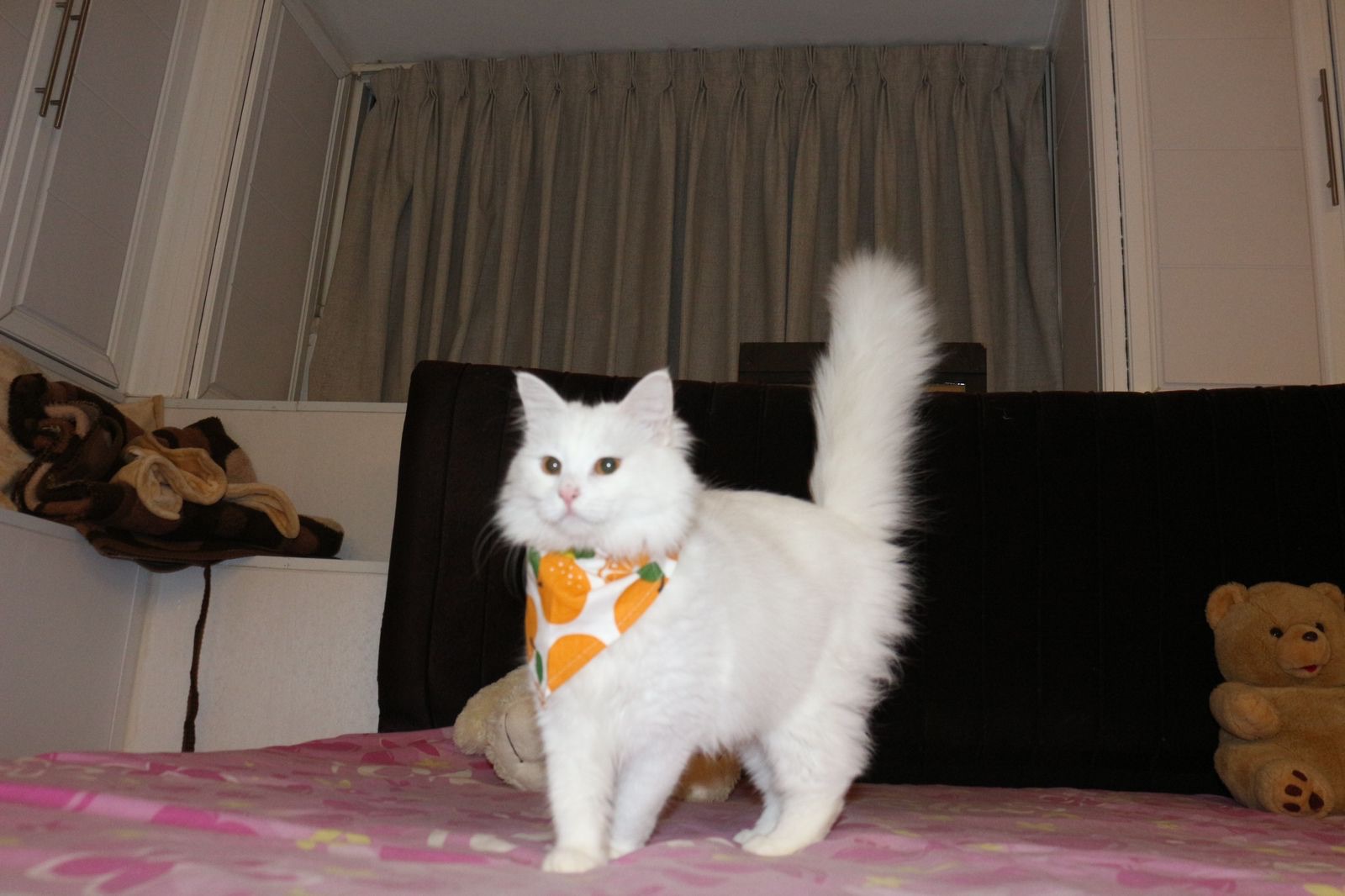Enlarge Anisa, the Sweetest Angora Mix, a Adopted Turkish Angora in Somerset, NJ image 4/6