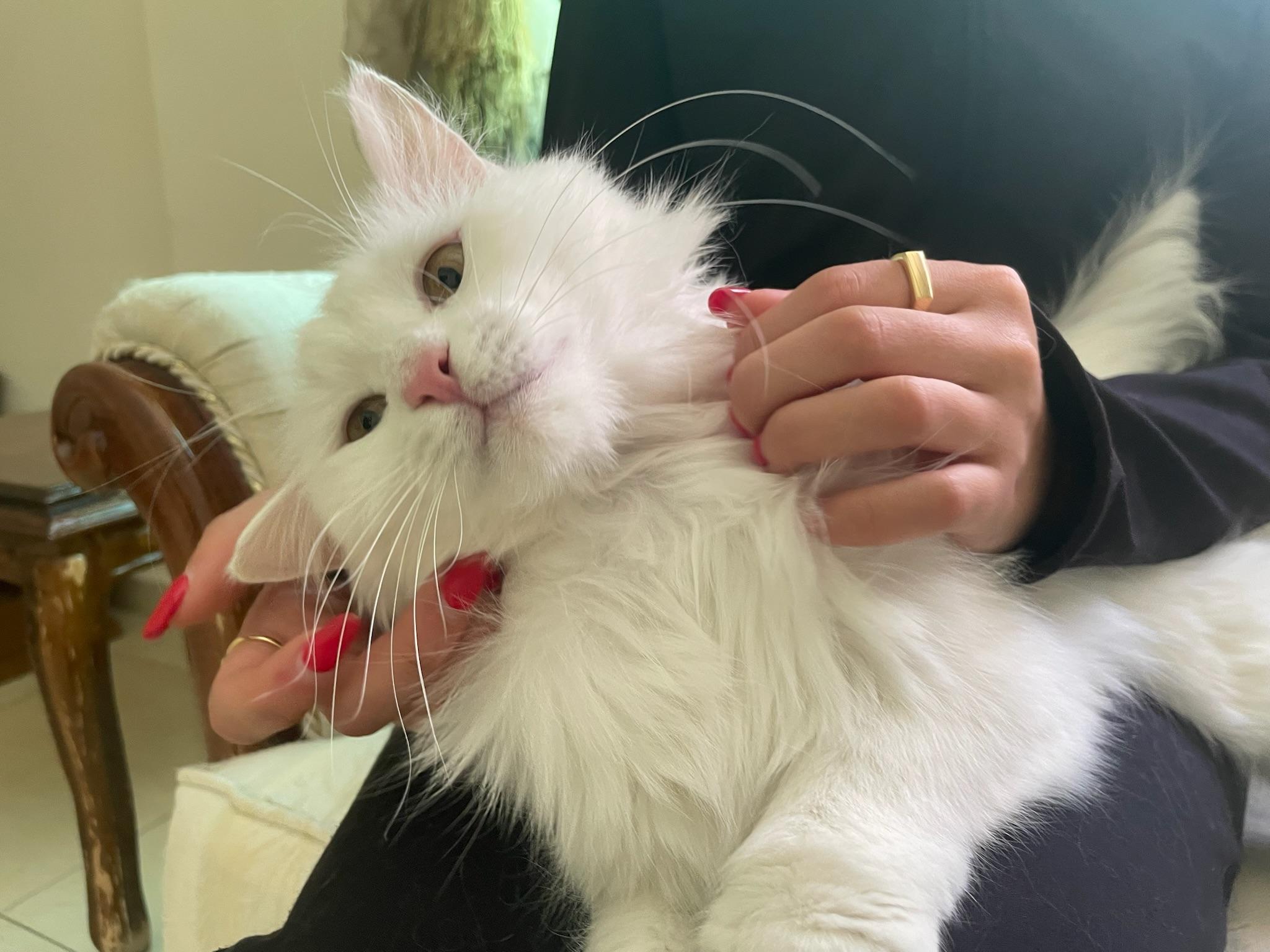 Enlarge Anisa, the Sweetest Angora Mix, a Adopted Turkish Angora in Somerset, NJ image 2/6