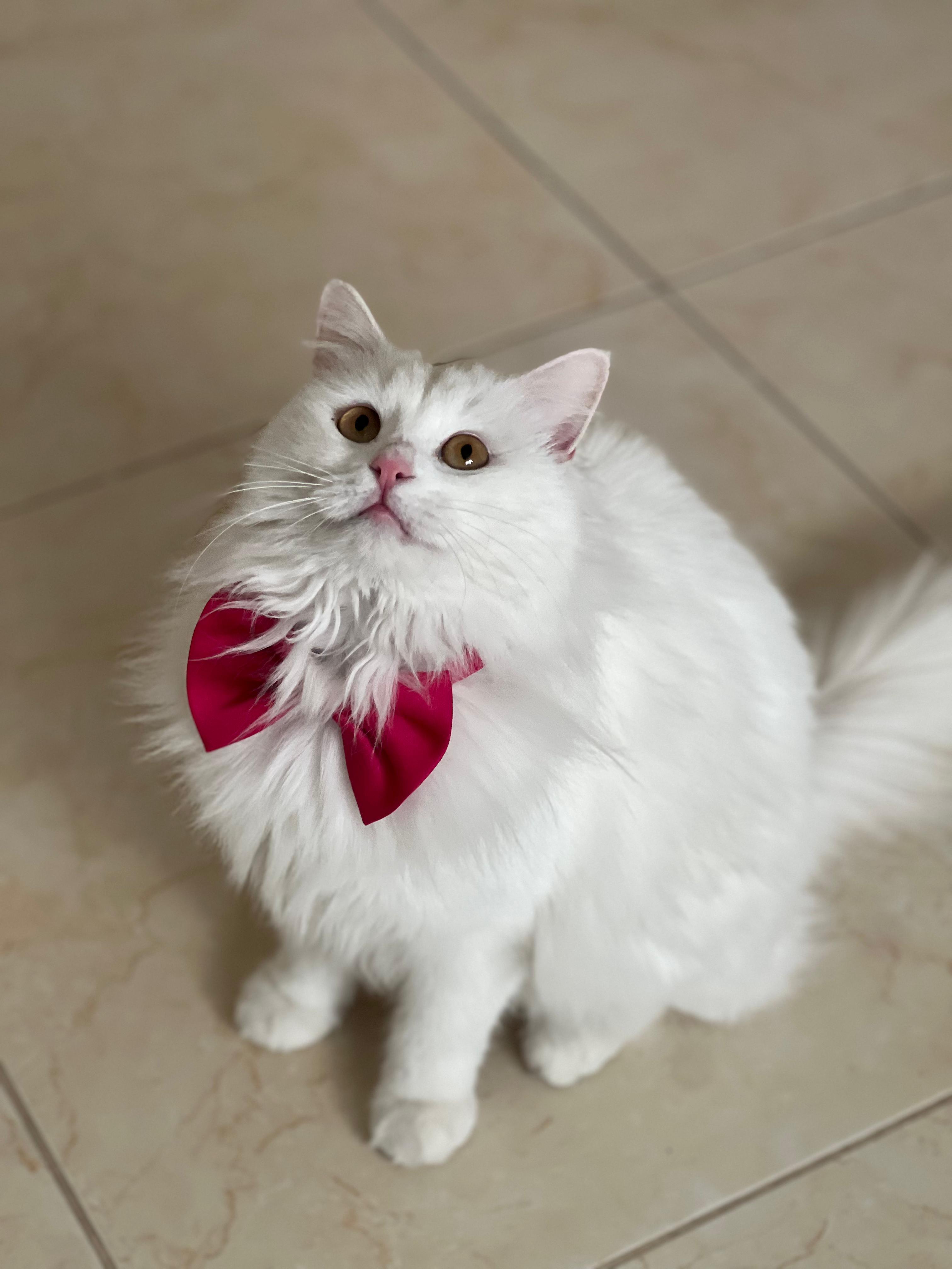Enlarge Anisa, the Sweetest Angora Mix, a Adopted Turkish Angora in Somerset, NJ image 6/6