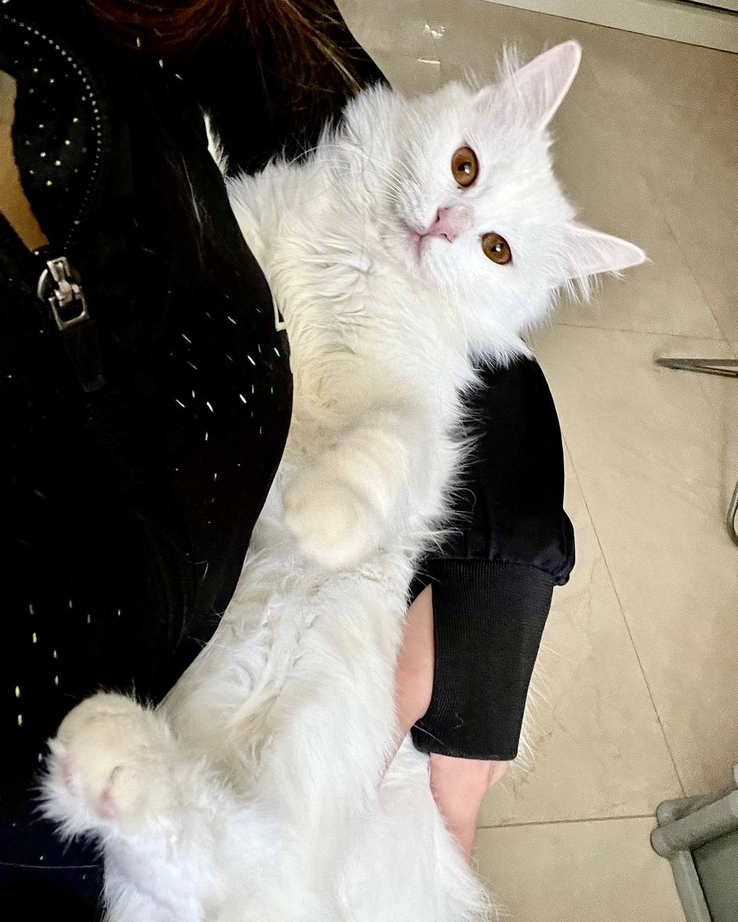 Enlarge Anisa, the Sweetest Angora Mix, a Adopted Turkish Angora in Somerset, NJ image 5/6