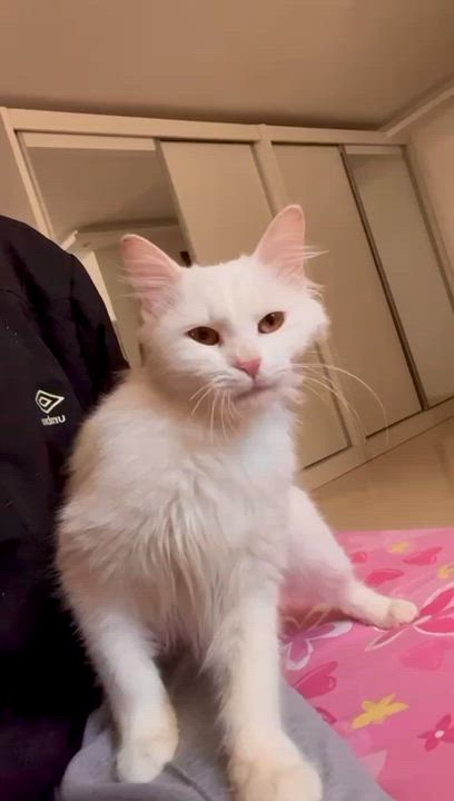 Enlarge Anisa, the Sweetest Angora Mix, a Adopted Turkish Angora in Somerset, NJ video 3/6