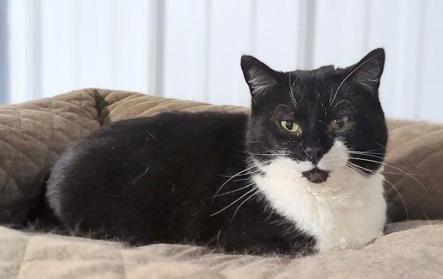 Pickles (Dottie) — thumbnail 2