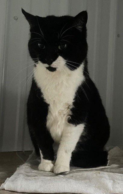 Pickles (Dottie) — thumbnail 3