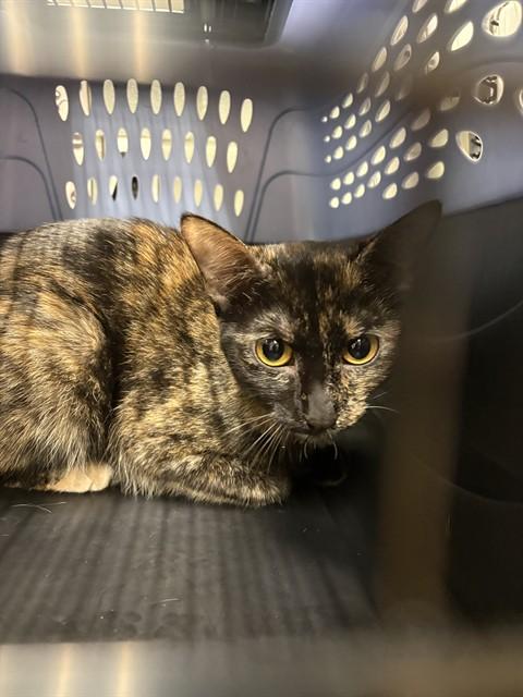 ELISE, Adoptable, Young Female Domestic Short Hair.