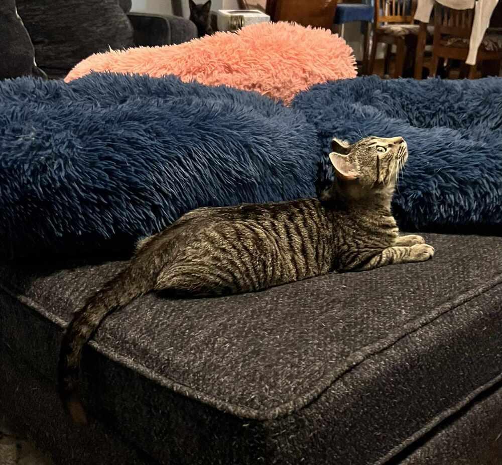 Badger, Adoptable, Young Male Domestic Short Hair.