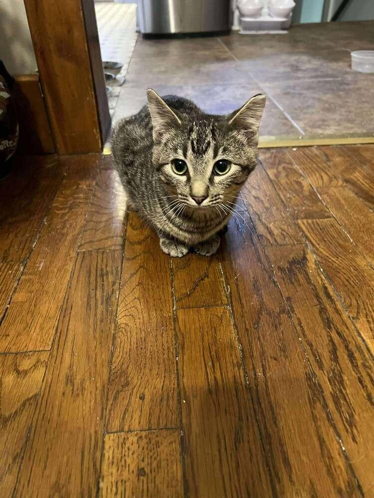 Enlarge Badger, a Adoptable Domestic Short Hair in Emporia, KS image 2/3