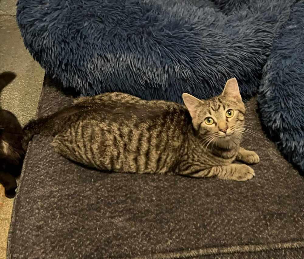 Enlarge Badger, a Adoptable Domestic Short Hair in Emporia, KS image 3/3