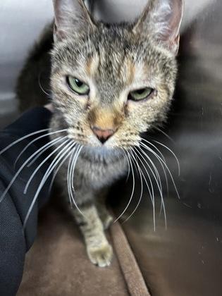 CaSandi, Adoptable, Young Female Domestic Short Hair & Domestic Short Hair.